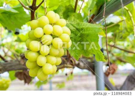 完熟したシャインマスカット　ぶどう狩り　宮城県仙台市 118984083