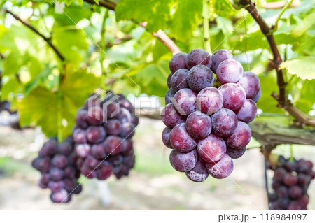 ピオーネのぶどう狩り　宮城県仙台市 118984097