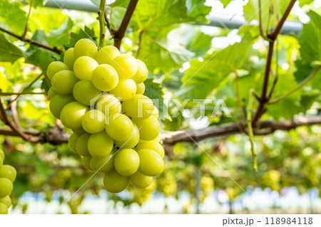 完熟したシャインマスカット ぶどう狩り 宮城県仙台市 完熟したシャインマスカット ぶどう狩り 宮城県仙台市 118984118