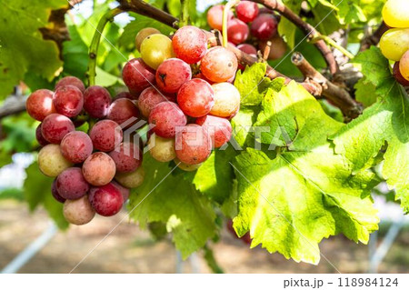 クイーンニーナのぶどう狩り 宮城県仙台市 クイーンニーナのぶどう狩り 宮城県仙台市 118984124