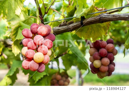 クイーンニーナのぶどう狩り　宮城県仙台市 118984127