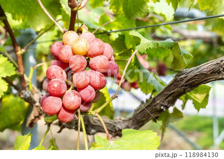 クイーンニーナのぶどう狩り　宮城県仙台市 118984130