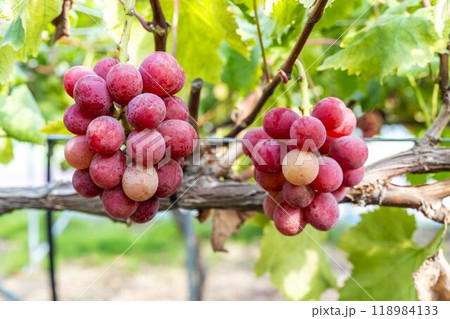 クイーンニーナのぶどう狩り　宮城県仙台市 118984133