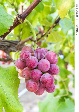 クイーンニーナのぶどう狩り　宮城県仙台市 118984136