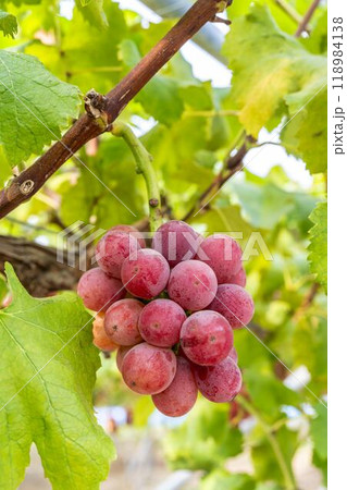 クイーンニーナのぶどう狩り　宮城県仙台市 118984138