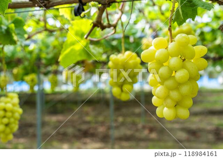 完熟したシャインマスカット ぶどう畑 宮城県仙台市 完熟したシャインマスカット ぶどう畑 宮城県仙台市 118984161