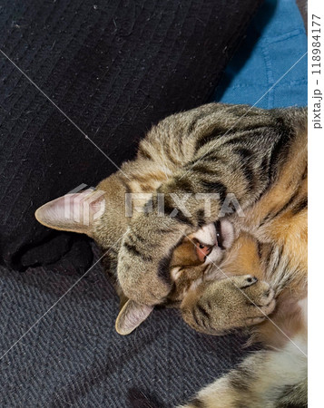 Tabby cat covering its face with paws while comfortably napping on a dark and blue fabric. Adorable pose perfectly captures the essence of tranquility and feline relaxation. therapeutic benefits of Tabby cat covering its face with paws while comfortably napping on a dark and blue fabric. Adorable pose perfectly captures the essence of tranquility and feline relaxation. therapeutic benefits of 118984177