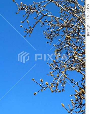Budding branches reach towards the vibrant blue sky, heralding the arrival of spring. the crisp, cloudless backdrop emphasizes the promise of new beginnings and growth. Spring time 118984199
