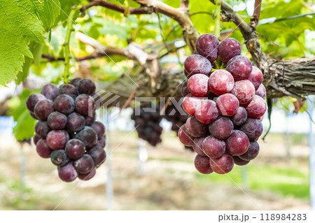 ピオーネのぶどう狩り　宮城県仙台市 118984283