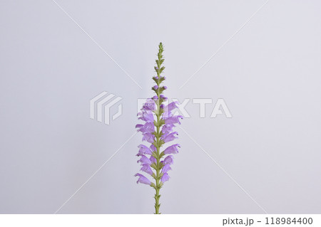 花虎の尾 花虎の尾 118984400