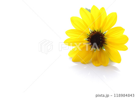 ひまわり 黄色 花 白 背景 118984843