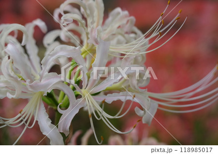 曼珠沙華 118985017