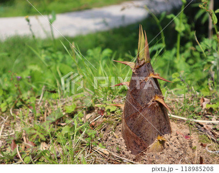 たけのこ 118985208