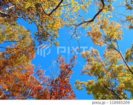 紅葉 紅葉 118985209