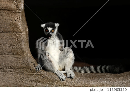 座って笑顔を見せるワオキツネザル 座って笑顔を見せるワオキツネザル 118985320