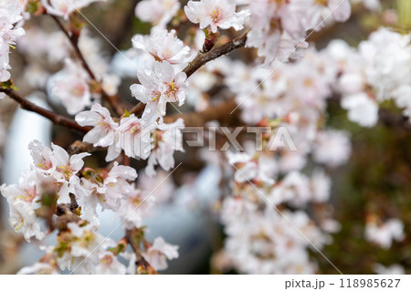 満開になった早咲きの桜 118985627