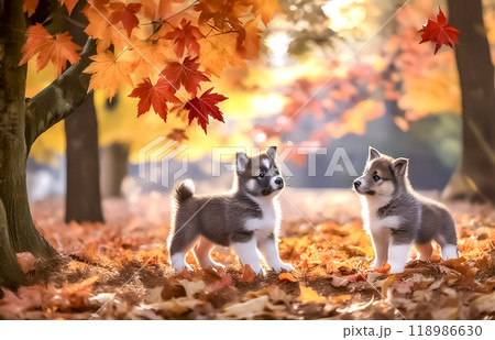 紅葉の中をお散歩する子犬のイメージ素材 118986630
