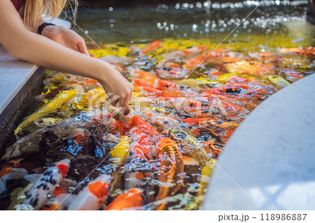 Mom and son feed koi fish. Beautiful koi fish swimming in the pond 118986887