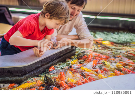 Dad and son feed koi fish. Beautiful koi fish swimming in the pond 118986891