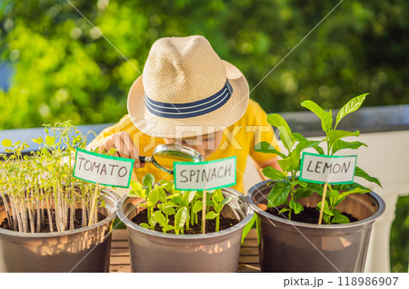 The boy studies the plants through a magnifying glass. He is doing gardening on his balcony. Natural development for children The boy studies the plants through a magnifying glass. He is doing gardening on his balcony. Natural development for children 118986907
