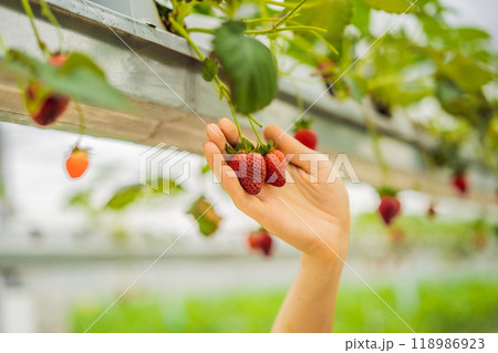 Woman picking strawberries at hydroponic farm in the greenhouse 118986923