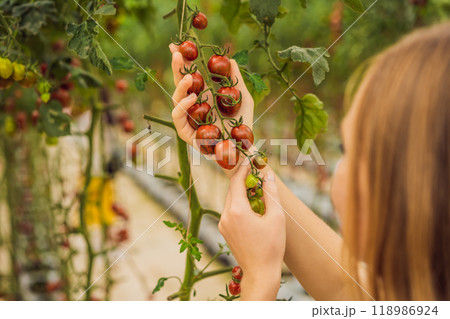 Woman and red cherry tomatoes on the bushes 118986924