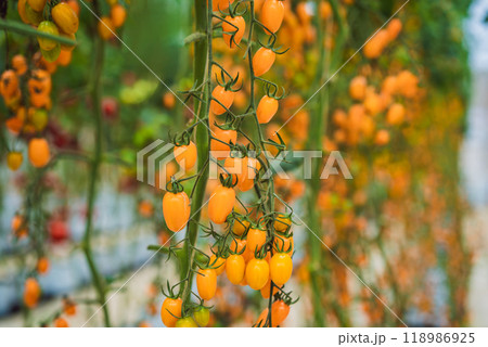 Yellow cherry tomatoes grow in the garden. Close up 118986925