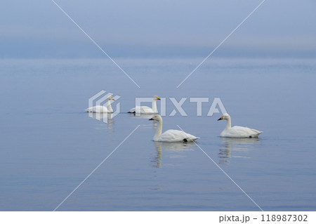 猪苗代湖の水面を優雅に泳ぎながらすれ違う白鳥ペアの風景　Ver3 118987302