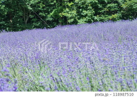【ラベンダー畑　なななりさわ】 118987510