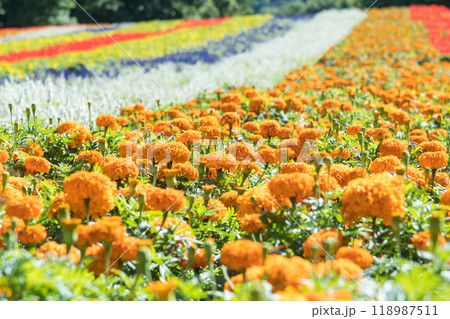 【花畑】 【花畑】 118987511