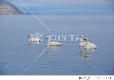 猪苗代湖の水面を優雅に泳ぐ白鳥の風景　Ver5 118987524