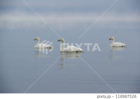 猪苗代湖の水面を優雅に泳ぐ白鳥の風景 Ver3の写真素材 [118987526] - PIXTA