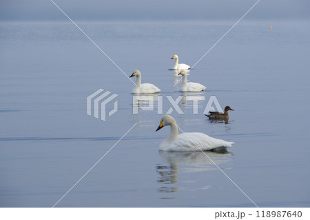 猪苗代湖の湖面を優雅に泳ぐ白鳥の群れ　Ver4 118987640