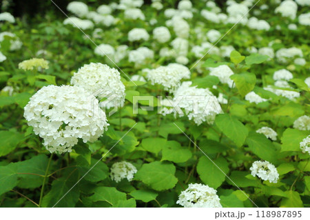 相野あじさい園 118987895