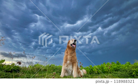 ゴールデンレトリバー 118988321