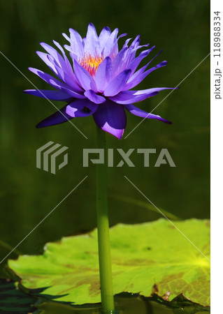 スイレンの花 スイレンの花 118988334