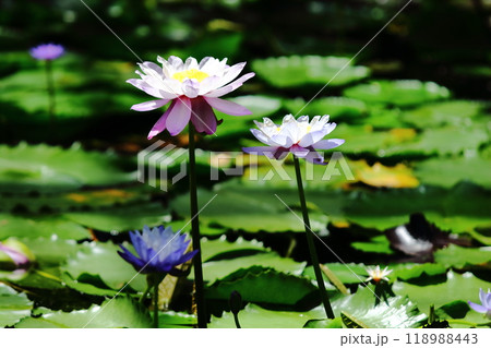 スイレンの花 スイレンの花 118988443