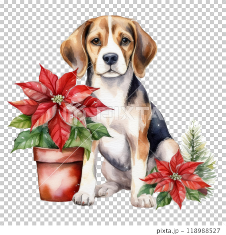 Beagle and poinsettia pot 1 / flyer and poster material 118988527