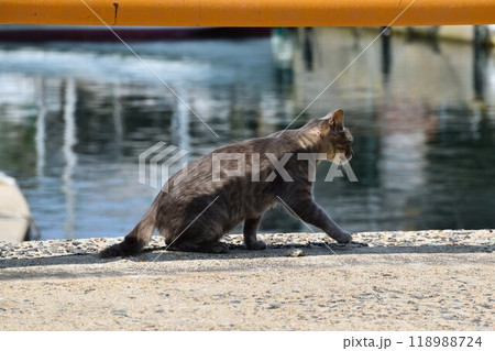 山口県見島で港で見かけた猫 118988724