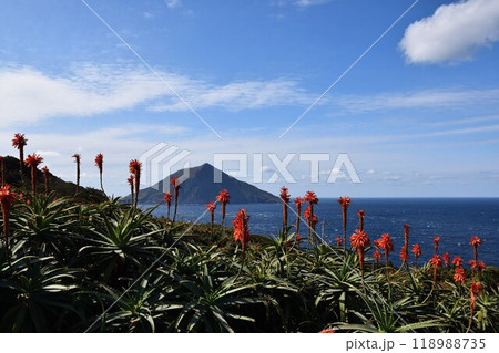 八丈小島とアロエの花 118988735