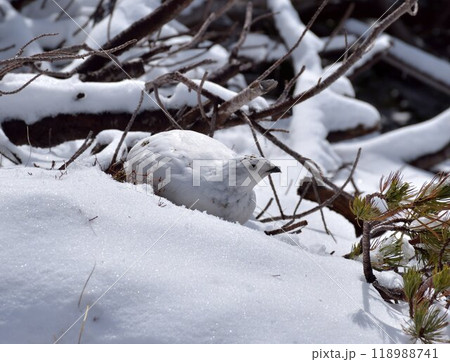 雪と雷鳥の静寂＠立山 118988741