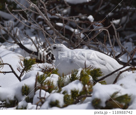 雪と雷鳥の静寂＠立山 118988742