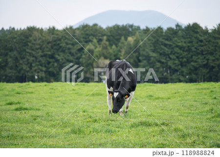 milk cow grazing at Asagiri Kogen farm, Fujinomiya city, Shizuoka milk cow grazing at Asagiri Kogen farm, Fujinomiya city, Shizuoka 118988824