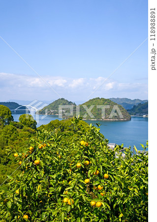 広島・大崎下島 とびしま海道とみかん畑 118988891