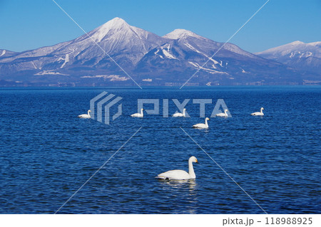 会津磐梯山を背景に猪苗代湖の湖面を泳ぐ白鳥の群れ 118988925
