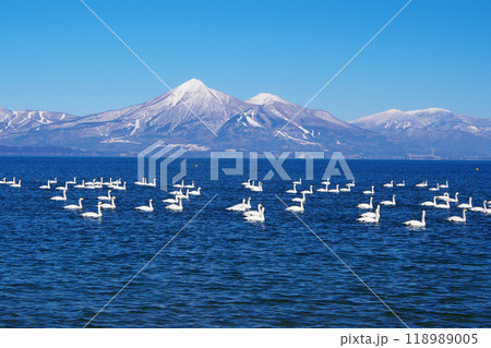 青空と磐梯山を背景に猪苗代湖を泳ぐ白鳥の群れ Ver4 青空と磐梯山を背景に猪苗代湖を泳ぐ白鳥の群れ Ver4 118989005