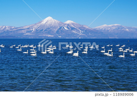 青空と磐梯山を背景に猪苗代湖を泳ぐ白鳥の群れ Ver1 青空と磐梯山を背景に猪苗代湖を泳ぐ白鳥の群れ Ver1 118989006