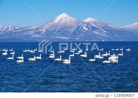 青空と磐梯山を背景に猪苗代湖を泳ぐ白鳥の群れ Ver2 青空と磐梯山を背景に猪苗代湖を泳ぐ白鳥の群れ Ver2 118989007
