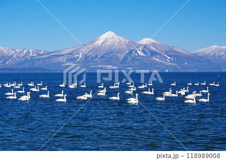 青空と磐梯山を背景に猪苗代湖を泳ぐ白鳥の群れ　Ver3 118989008