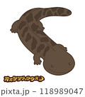 オオサンショウウオ イラスト 118989047